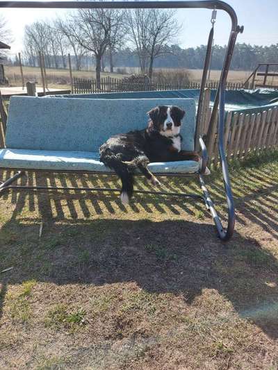 Berner Sennen-Beitrag-Bild