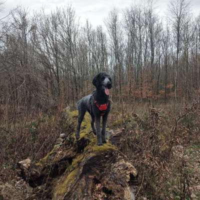 Hundetreffen-Geocaching mit Hunden-Bild