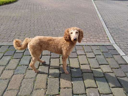 Alles rund um den Pudel-Beitrag-Bild