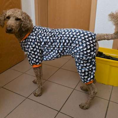 🎃🐶 Hund im Halloween-Kostüm – süß oder Stress pur?-Beitrag-Bild