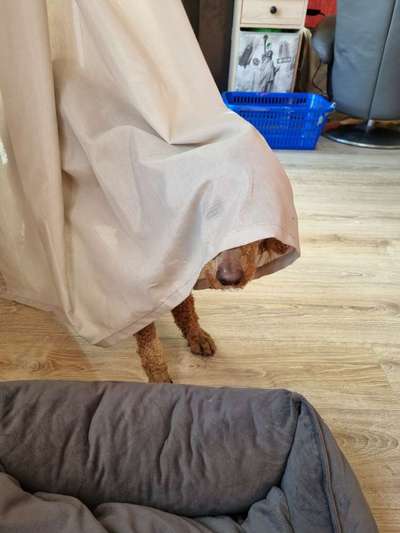 Dogorama Photo Challenge - Versteckspiel-Beitrag-Bild