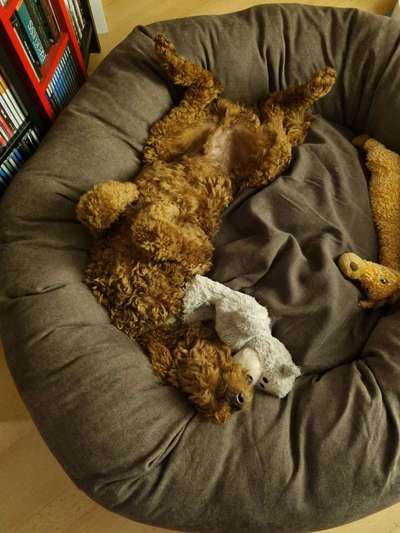 Alles rund um den Pudel-Beitrag-Bild