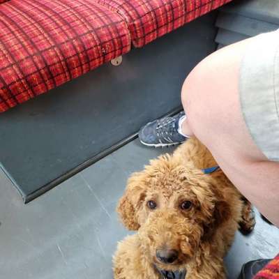 Hund an das Bahnfahren gewöhnen – eure Erfahrungen?-Beitrag-Bild