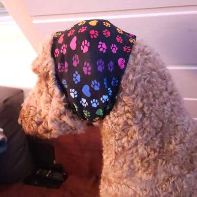 Ohrrandnekrose-Beitrag-Bild