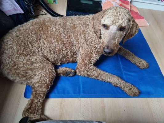 Pubertät! Suche Gleichgesinnte zum gegenseitigen AUSHEULEN ;)-Beitrag-Bild