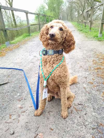 Hunderennen für jeder Mann/ Hund-Beitrag-Bild