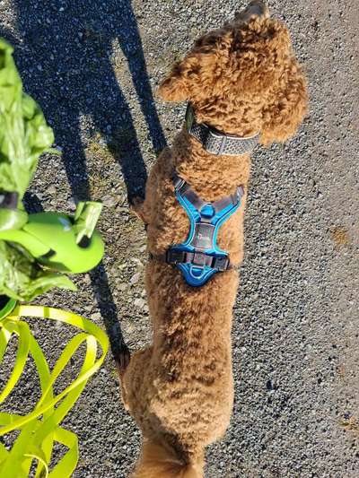 Alles rund um den Pudel-Beitrag-Bild