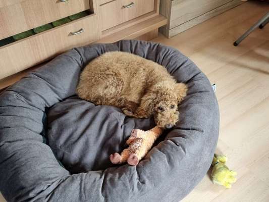 Alles rund um den Pudel-Beitrag-Bild