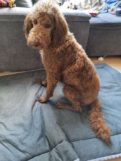 Alles rund um den Pudel-Beitrag-Bild