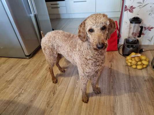 Alles rund um den Pudel-Beitrag-Bild