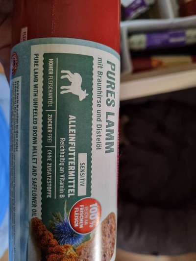 Alles rund um den Pudel-Beitrag-Bild