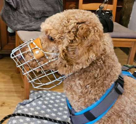 Wie sitzt mein Maulkorb / Maulkorb-Beratung-Beitrag-Bild