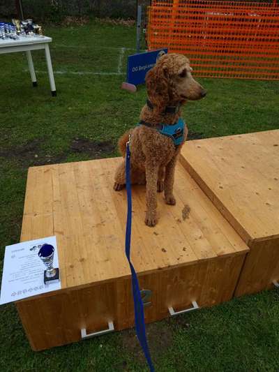 Hunderennen für jeder Mann/ Hund-Beitrag-Bild