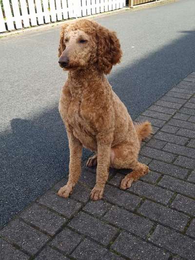 Alles rund um den Pudel-Beitrag-Bild