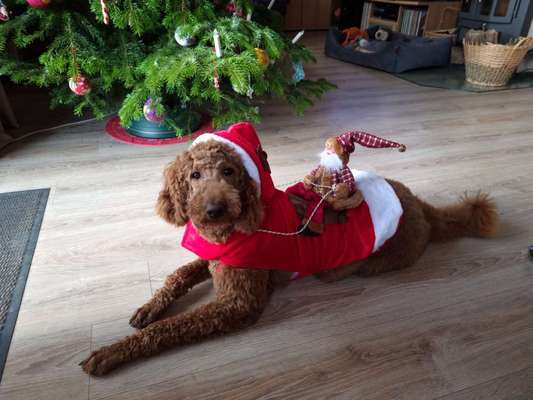 Alles rund um den Pudel-Beitrag-Bild