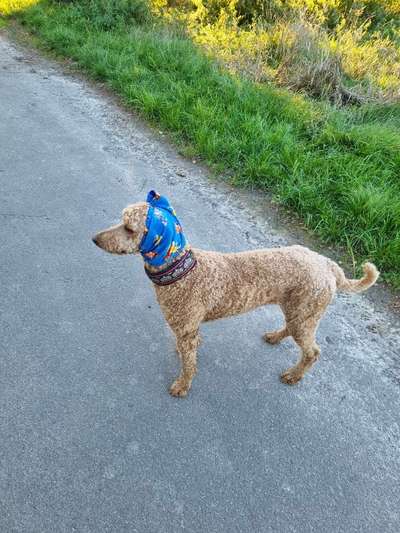 Alles rund um den Pudel-Beitrag-Bild