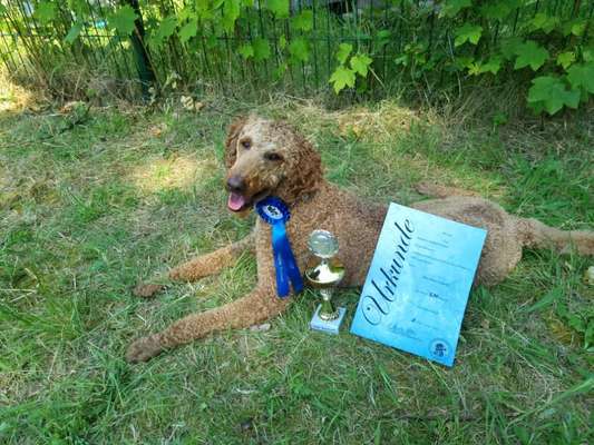 Alles rund um den Pudel-Beitrag-Bild