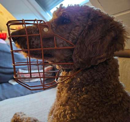 Wie sitzt mein Maulkorb / Maulkorb-Beratung-Beitrag-Bild