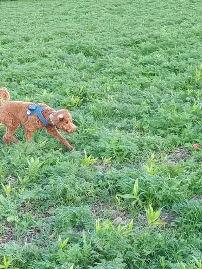 Alles rund um den Pudel-Beitrag-Bild