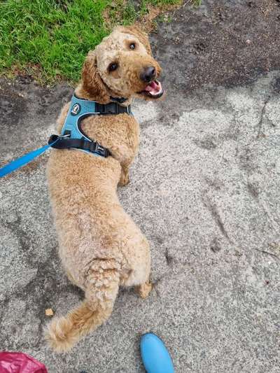 Alles rund um den Pudel-Beitrag-Bild