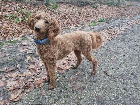 Alles rund um den Pudel-Beitrag-Bild