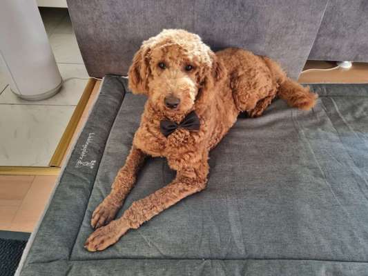 Alles rund um den Pudel-Beitrag-Bild