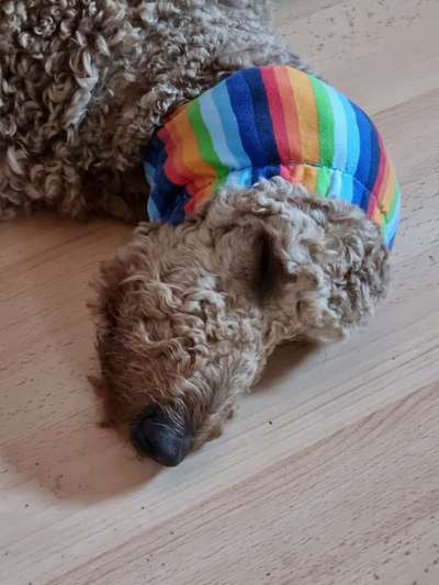 Blutige Ohrenränder-Beitrag-Bild