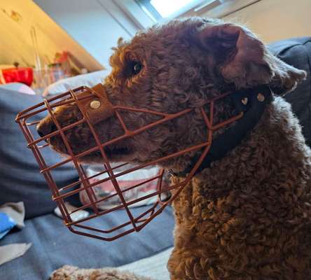 Wie sitzt mein Maulkorb / Maulkorb-Beratung-Beitrag-Bild