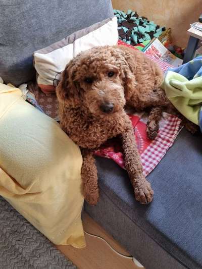 Wie heißt dein Hund?-Beitrag-Bild