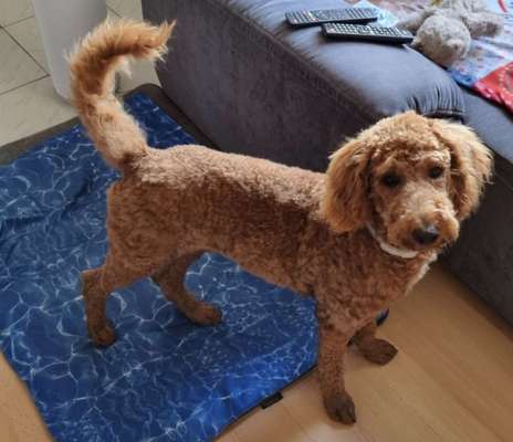 Alles rund um den Pudel-Beitrag-Bild