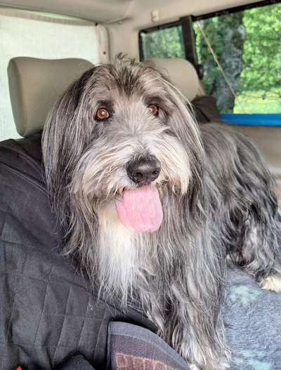 Bearded Collie hier?-Beitrag-Bild