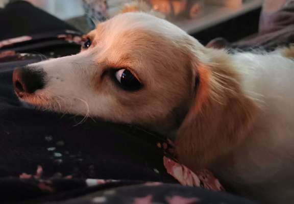 Maltipoo Freunde-Beitrag-Bild