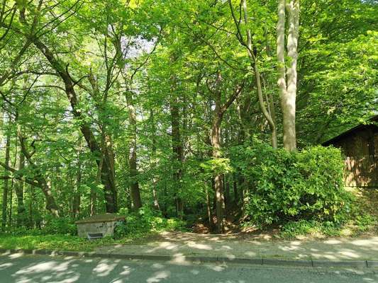 Hundeauslaufgebiet-Wald am Örkenweg-Bild