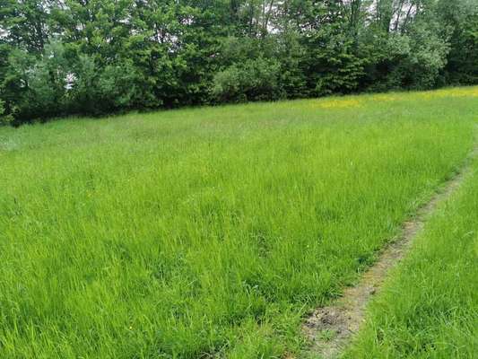 Hundeauslaufgebiet-Hundespielplatz/Hundewiese Stieghorst-Bild