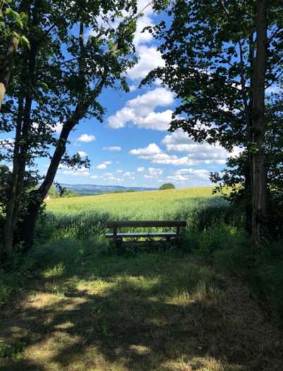 Hundeauslaufgebiet-Homberg-Bild