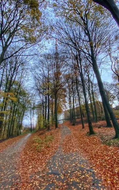 Hundeauslaufgebiet-Teutoburger Wald-Bild