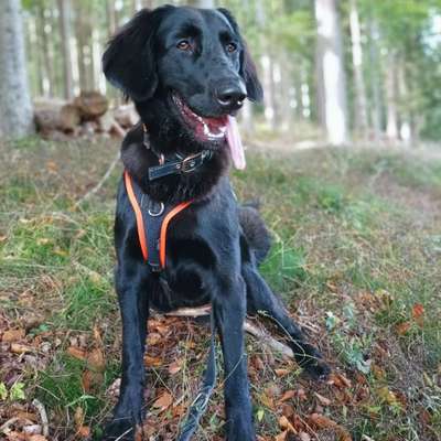 Hundetreffen-Gassi-runde: Toben lernen und spielen-Bild