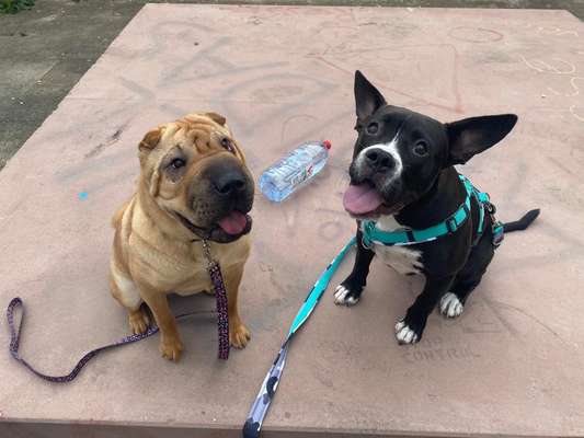 Bester Freund, Hundekumpel - zeigt her!-Beitrag-Bild