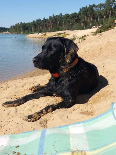 Die Dogorama Wochen Challenge: “Dein Hund im Urlaub”-Beitrag-Bild