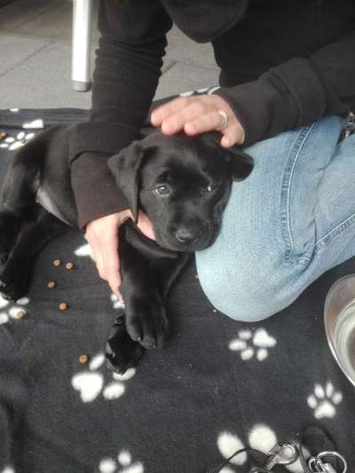 Als Welpen sind sie alle noch süßer-Beitrag-Bild