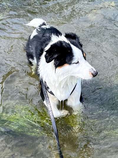 Zeigt mal eure border Collies :)-Beitrag-Bild