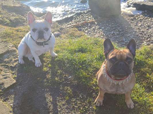 Zeigt her eure Frenchi-Beitrag-Bild