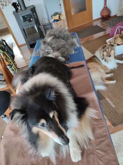 Collies gesucht-Beitrag-Bild