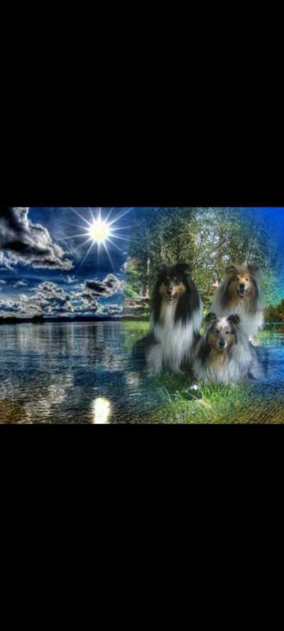 Collies gesucht-Beitrag-Bild