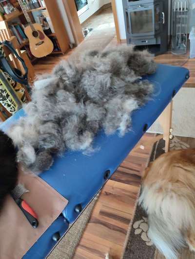 Collies gesucht-Beitrag-Bild