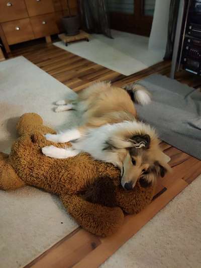 Collies gesucht-Beitrag-Bild