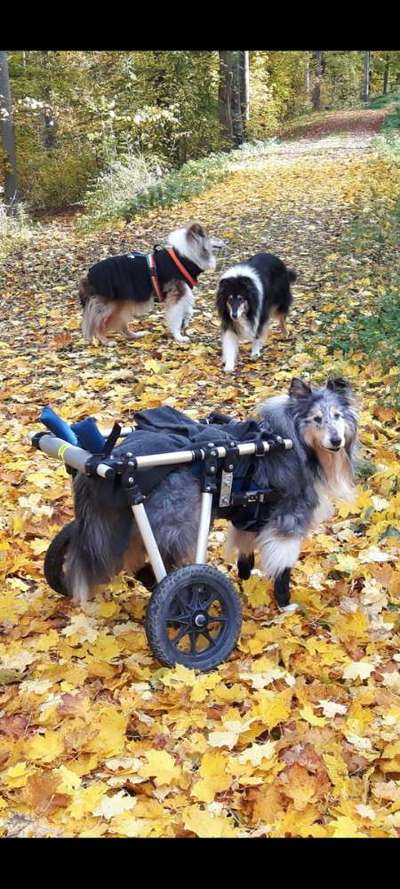 Collies gesucht-Beitrag-Bild