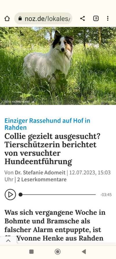 Collies gesucht-Beitrag-Bild