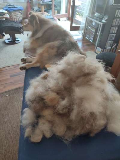 Collies gesucht-Beitrag-Bild