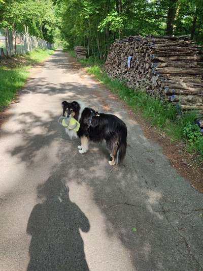 Collies gesucht-Beitrag-Bild